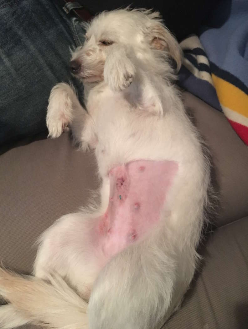 dog acting aggressive after spay